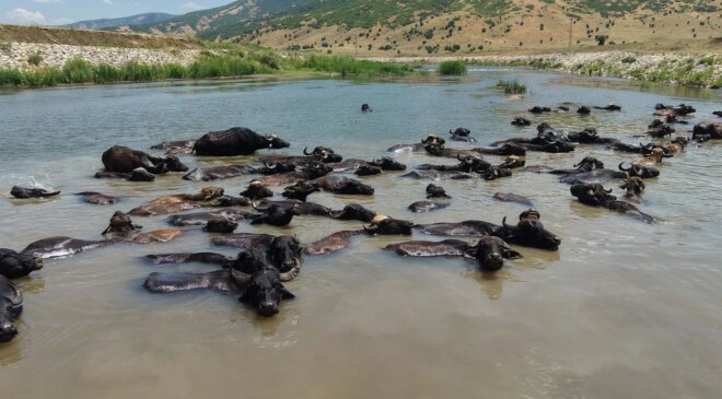Muş’ta Afrika’yı andıran manzaralar