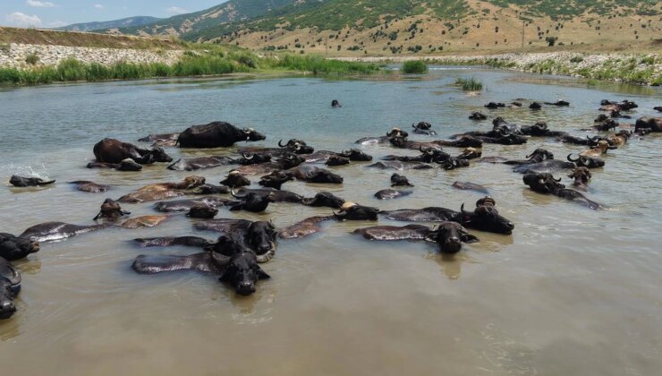 Muş’ta Afrika’yı andıran manzaralar