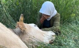 Çaresizliğin fotoğrafı: İneğine sarılıp saatlerce ağladı