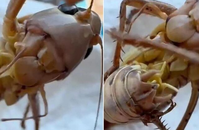 Çekirge istilası mı başladı? Bakanlıktan tedirgin eden görüntülerle ilgili açıklama
