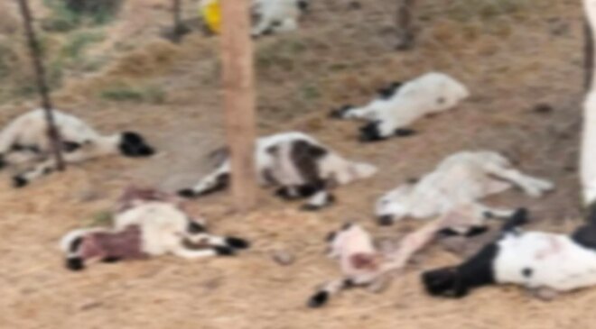 Diyarbakır’da köpeklerin saldırdığı 15 kuzu öldü