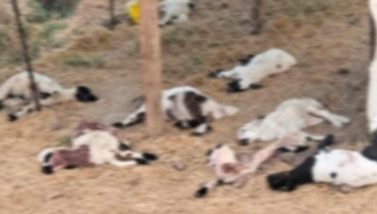 Diyarbakır’da köpeklerin saldırdığı 15 kuzu öldü