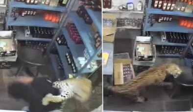 Dükkana giren leopar dehşet saçtı! O anlar anbean kaydedildi