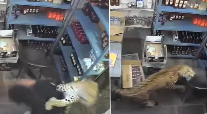 Dükkana giren leopar dehşet saçtı! O anlar anbean kaydedildi