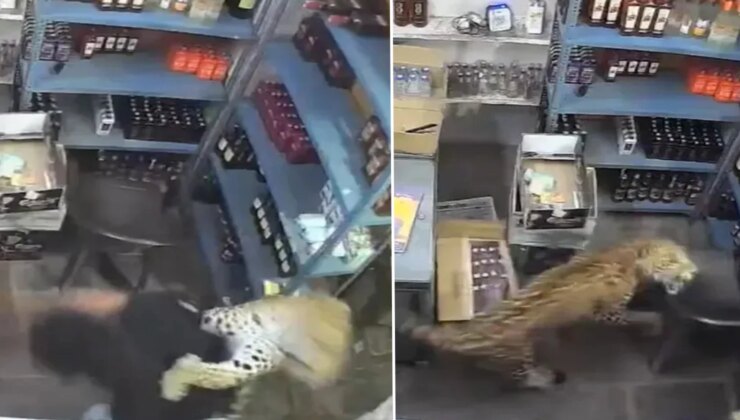 Dükkana giren leopar dehşet saçtı! O anlar anbean kaydedildi
