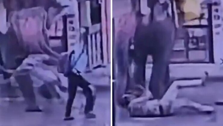 Elinden şeker yemişti! Fil Kendisine tatlı veren işçiyi ezerek öldürdü