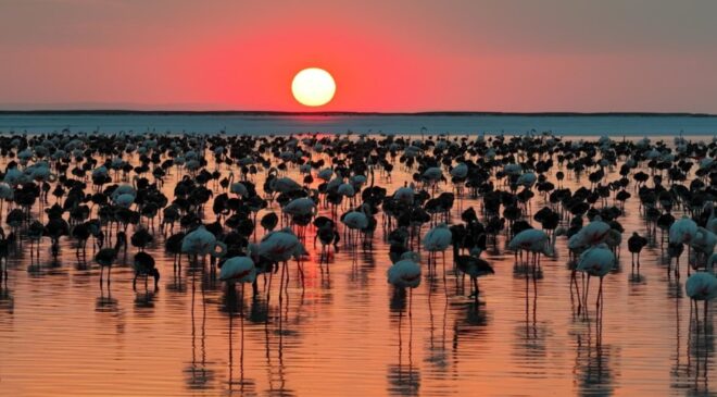 Tuz Gölü’nde hayran bırakan manzara! Flamingo yavrusu sayısı son 5 yılın en üst seviyesine ulaştı