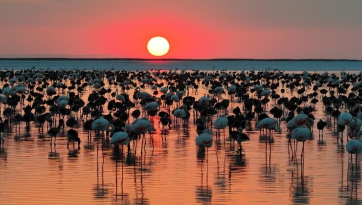 Tuz Gölü’nde hayran bırakan manzara! Flamingo yavrusu sayısı son 5 yılın en üst seviyesine ulaştı