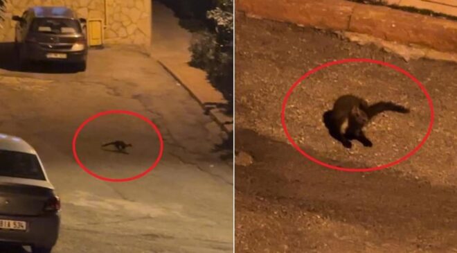 Hava kararınca mahalleye iniyorlar! Sayıları giderek artıyor