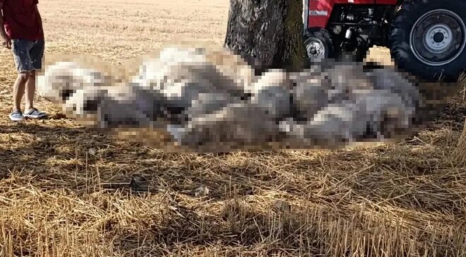 Edirne’de sağanak ve dolu yağışı: Yıldırım 30 koyunu telef etti, dolu çatılara zarar verdi