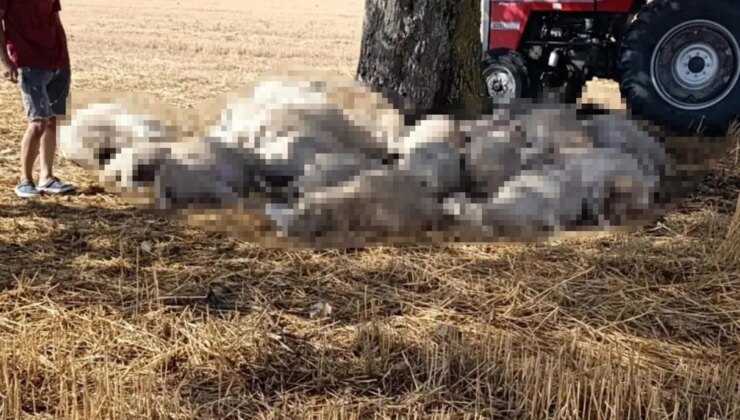 Edirne’de sağanak ve dolu yağışı: Yıldırım 30 koyunu telef etti, dolu çatılara zarar verdi