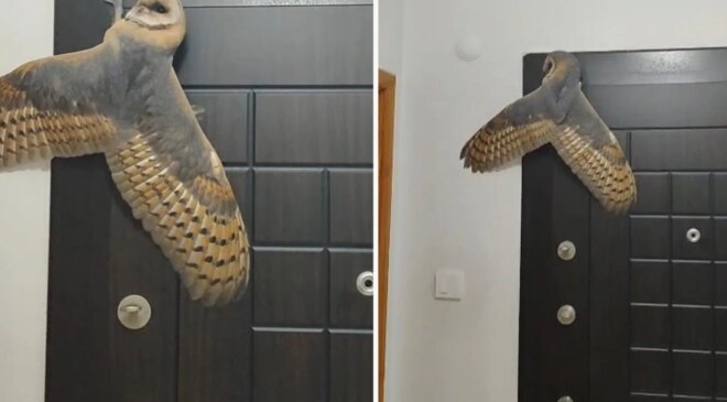 Hırsız sandı, karşısına baykuş çıktı
