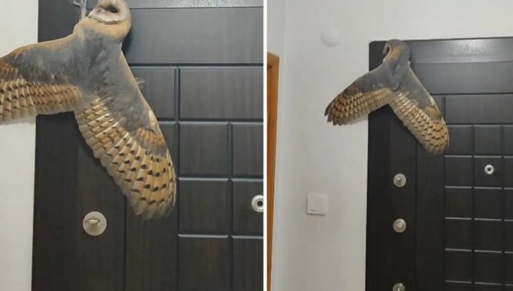 Hırsız sandı, karşısına baykuş çıktı