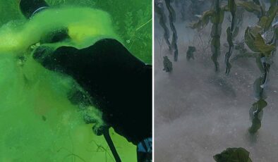 Sapanca Gölü’nün dibindeki pamuksu oluşum inceleniyor