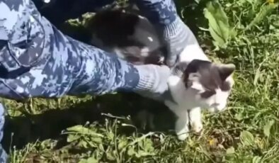 Rusya’da cezaevine uyuşturucu taşıyan kedi yakalandı