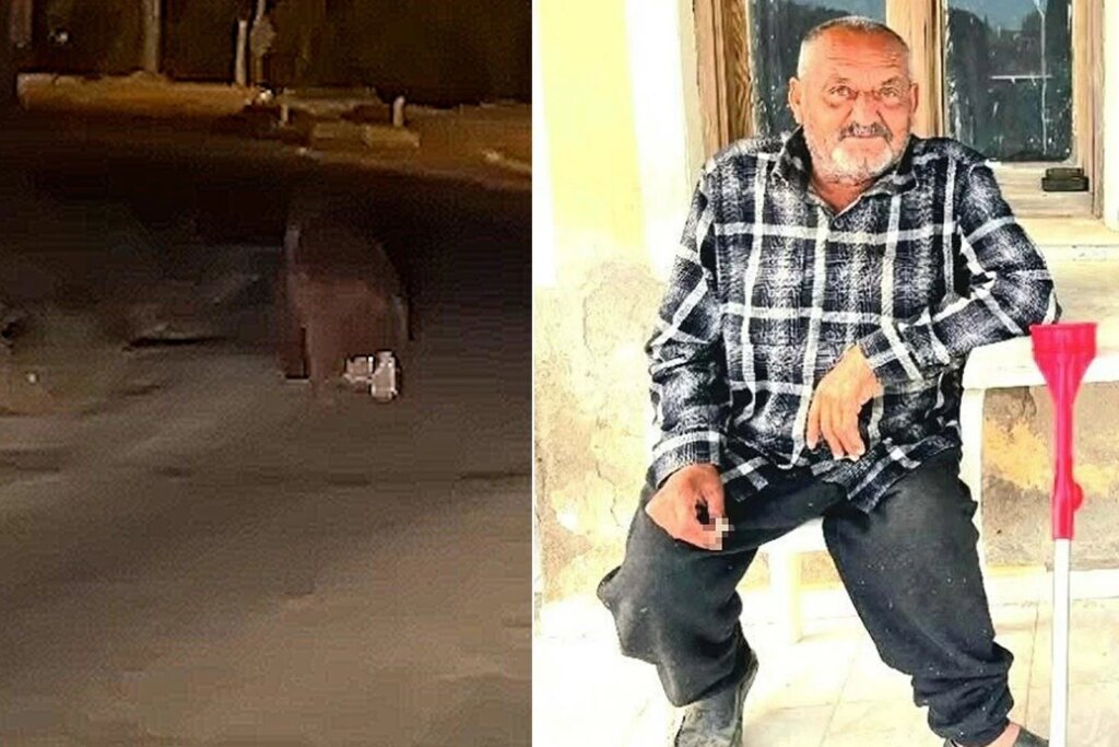 İzmir'de ayı saldırısı: Balkonda uyuyan 70 yaşındaki adam hayatını kaybetti