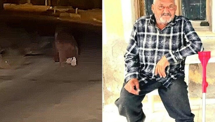 İzmir’de ayı dehşeti! Balkonda uyurken canını aldı, bir de 20 metre sürükledi