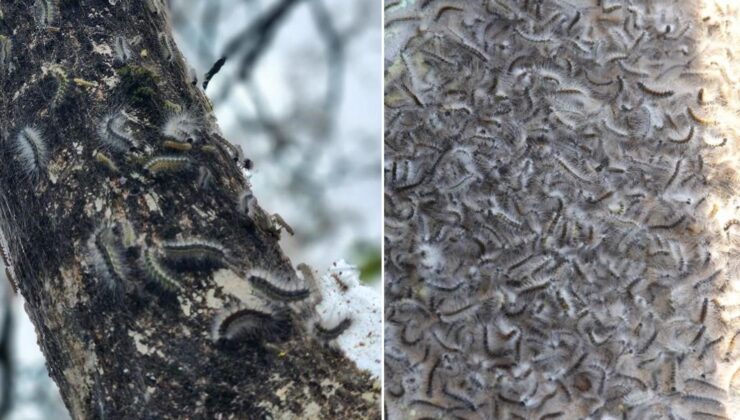 Karadeniz’de yeni istila! Görüntüler tedirgin etti