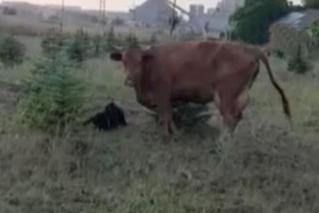 Elmadağ'da kaybolan inek doğum yapmış halde bulundu
