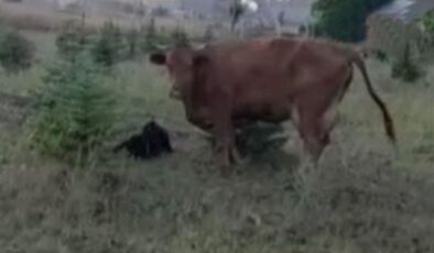 Kaybolan ineğini ararken sürprizlerin en güzeliyle karşılaştı