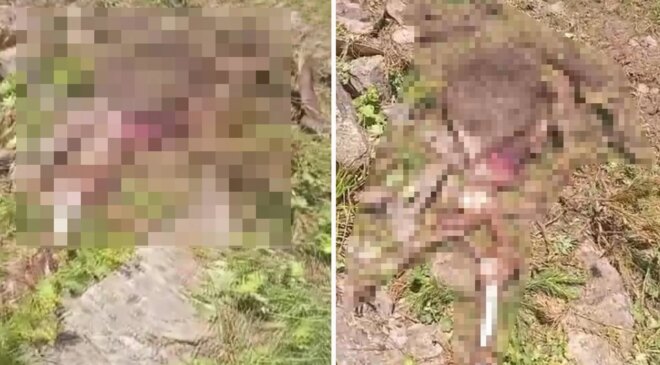Gümüşhane’de kaybolan ineği ayı parçaladı
