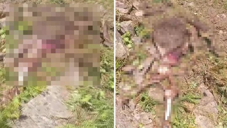 Gümüşhane’de kaybolan ineği ayı parçaladı