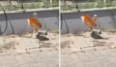 Kedi ile yılanın kavgası kamerada