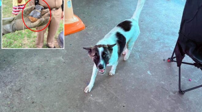 Tayland’da evcil köpek, eve el bombası getirdi