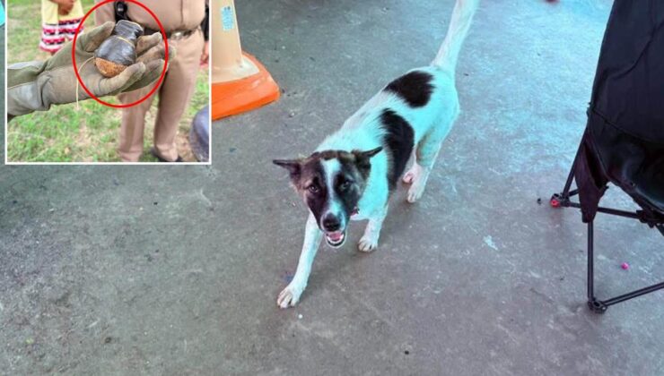 Tayland’da evcil köpek, eve el bombası getirdi