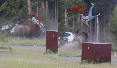 Milli parkta dehşet! Öfkeli bizon turisti metrelerce havaya fırlattı