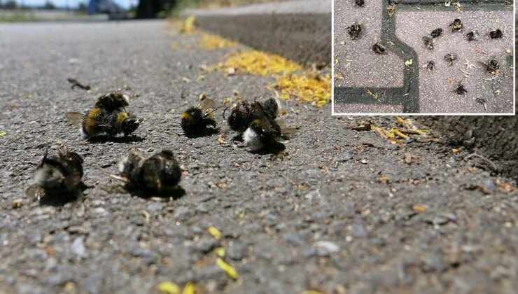 Uzmanlardan şaşırtan açıklama! Kaldırımlardaki ölü arıların nedeni ortaya çıktı