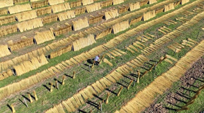 Kızılırmak Deltası’nda ‘goga otu’ çiftçiye gelir kapısı oldu