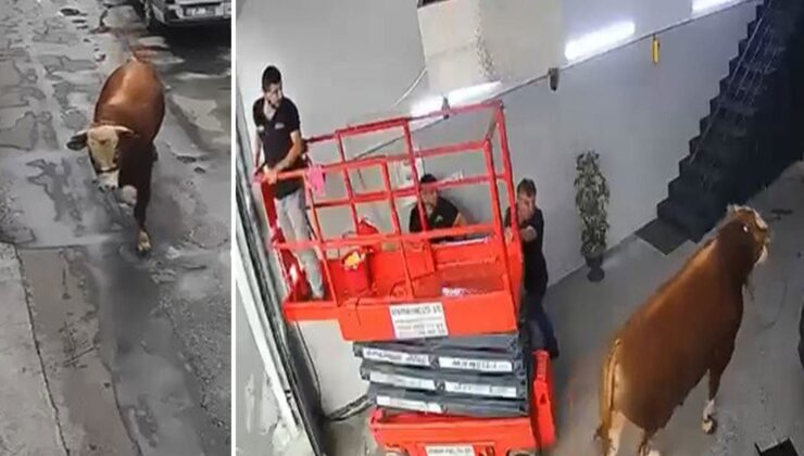 Ümraniye’de kaçan boğa sanayi sitesinde dükkana girdi, çalışanlar panikle kaçtı