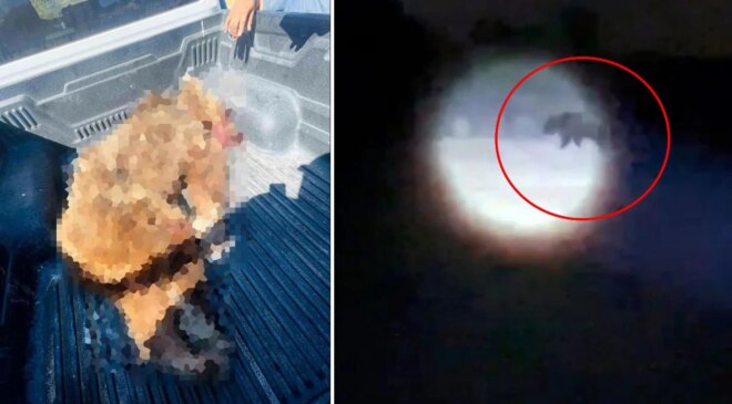 Seferihisar’a kabusu yaşatan ayı vurularak öldürüldü