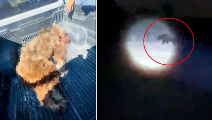Seferihisar’a kabusu yaşatan ayı vurularak öldürüldü