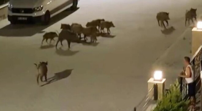 Serengeti değil Türkiye’nin tatil cenneti! Çığlıklarını duyan sürü yardıma koştu