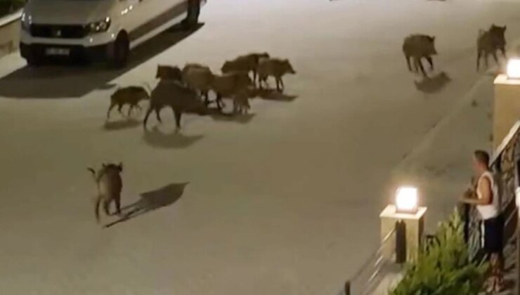 Serengeti değil Türkiye’nin tatil cenneti! Çığlıklarını duyan sürü yardıma koştu