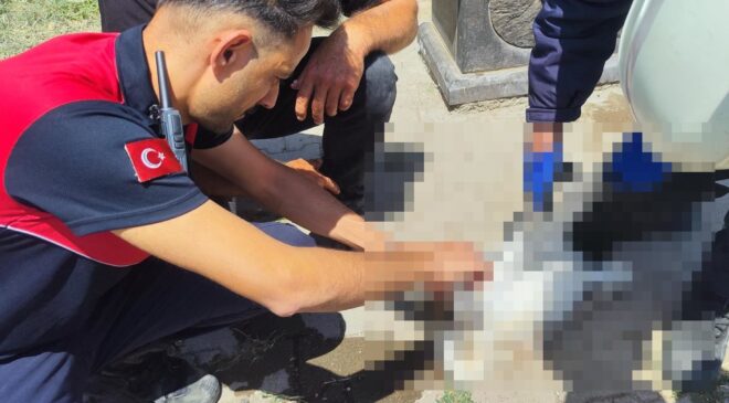 Sivas’ta aşırı sıcak leyleğe baygınlık geçirtti: Yardımına itfaiye koştu