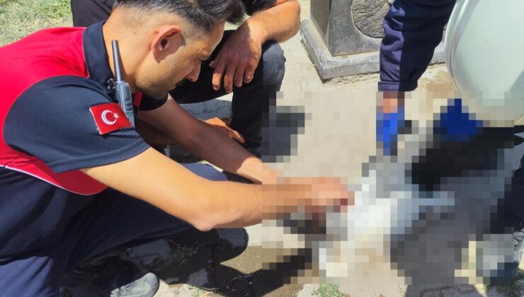 Sivas’ta aşırı sıcak leyleğe baygınlık geçirtti: Yardımına itfaiye koştu