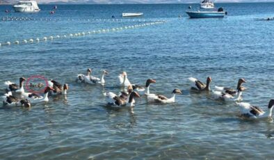 ‘Şartlı tahliye’ edilen kazlar, ördek yavrusunu sahiplenip, sürüye aldı