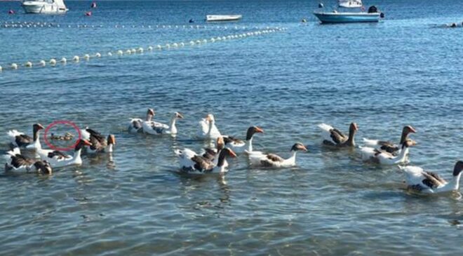 ‘Şartlı tahliye’ edilen kazlar, ördek yavrusunu sahiplenip, sürüye aldı