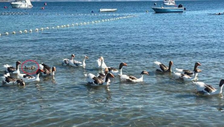 ‘Şartlı tahliye’ edilen kazlar, ördek yavrusunu sahiplenip, sürüye aldı