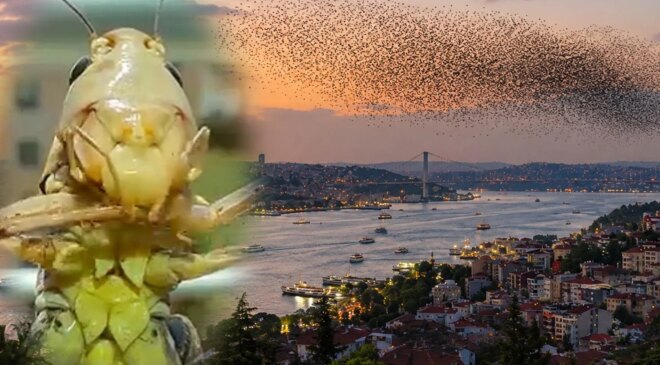 Sürüler halinde Türkiye’ye geliyorlar! İstanbul’dan sonra o ili de sardılar