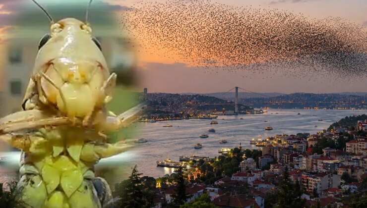 Sürüler halinde Türkiye’ye geliyorlar! İstanbul’dan sonra o ili de sardılar