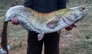 Amatör balıkçı oltayla 35 kilo yayın balığı yakaladı