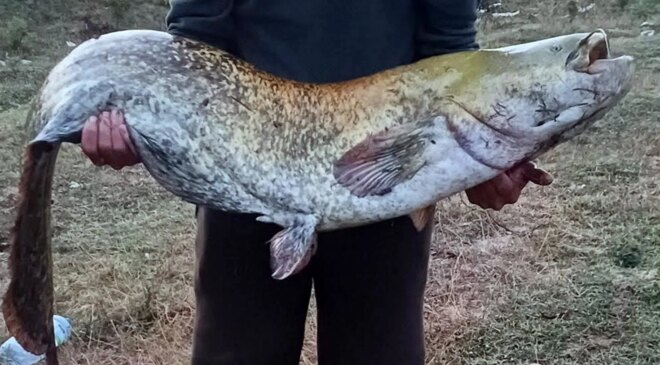 Amatör balıkçı oltayla 35 kilo yayın balığı yakaladı