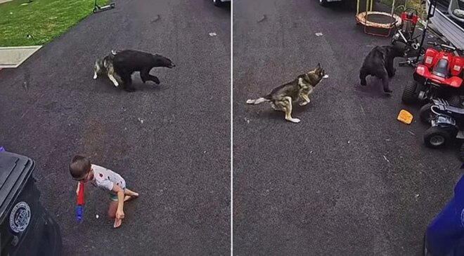 6 yaşındaki çocuğu ayı saldırısından köpeği kurtardı