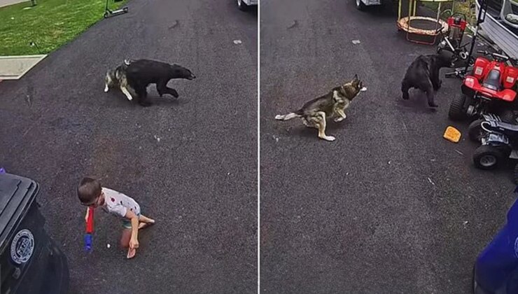 6 yaşındaki çocuğu ayı saldırısından köpeği kurtardı