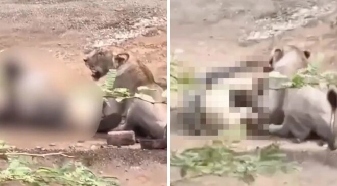 Vahşi saldırı kamerada! Dişi aslanın saldırısına uğrayan çoban ağır yaralandı