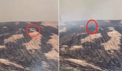 Yangın bölgesinden yürek yakan görüntü! Can havliyle kaçtı